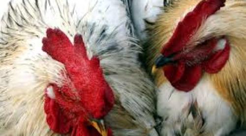 Două noi cazuri de gripă aviară, în crescătoriile din Franţa