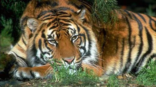 Tigrii, aproape de dispariție. În sudul Chinei nu s-a mai văzut unul de 30 de ani