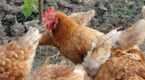 Franţa: Păsările vii din departamentul Dordogne, interzise la export