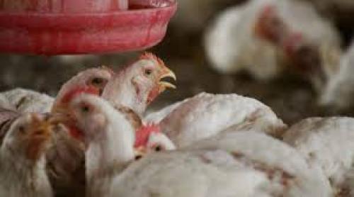 Gripa aviară: Opt ţări au stopat importurile de păsări, ouă şi celebrul foie gras din Franţa