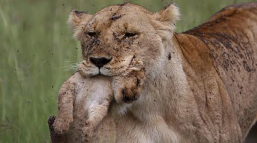Bibi, o leoaică celebră din Kenia, a fost ucisă
