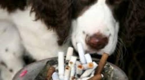 Fumul de țigară, cauza cancerului și la animalul  de companie