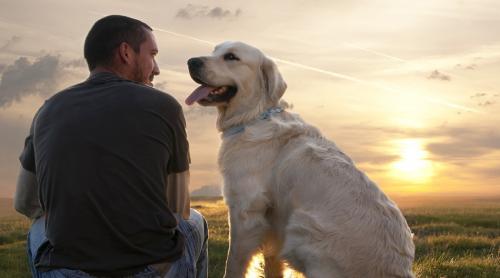 Câinii Vă Pot Descifra Starea de Spirit. S-a Demonstrat Științific 
