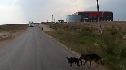 VIDEO: Un filmuleţ de pe drumurile din România face furori. Află de ce!