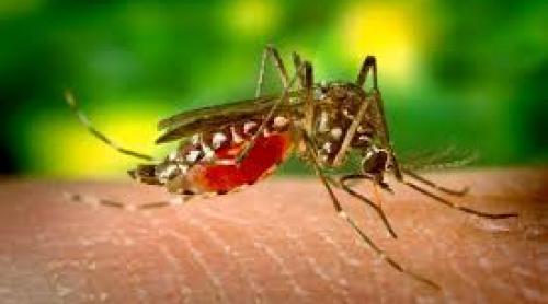 Atentant asupra femelelor-ţânţari: Cercetătorii americani vor să le transforme în masculi ca să scape de Zika