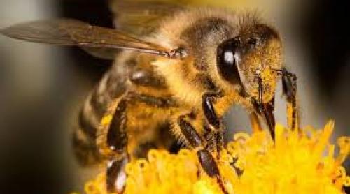 Raport ONU: Scade numărul albinelor şi fluturilor şi creşte riscul de a rămâne fără cafea,ciocolată, fructe