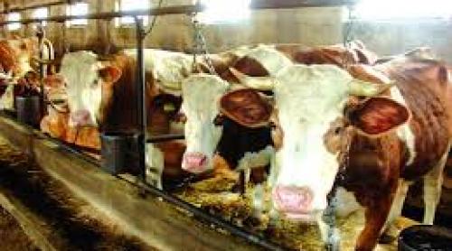 Parlamentul european taie rația de antibiotice folosite pentru tratarea animalelor din ferme