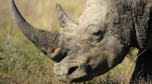 Rinocer din Zimbabwe, vedetă de televiziune, rănit mortal de braconieri. Ucigașii i-au luat puiul