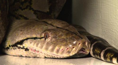 Piton gigant, descoperit în Malaezia. Este cel mai lung șarpe capturat vreodată în Peninsulă! (VIDEO)