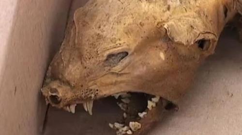 Monstrul descoperit în Carpați pune în încurcătură biologii (VIDEO)