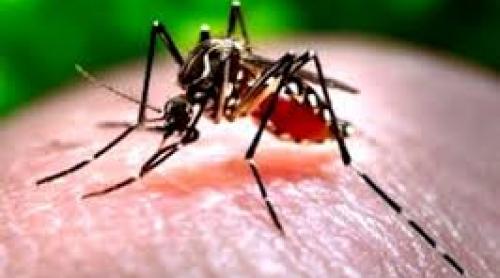 Europa, ameninţată de creşterea semnificativă a cazurilor de Zika 