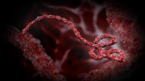 Ebola: Virusul persistă în spermă nouă luni, după vindecare
