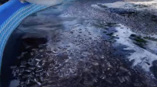 Baie într-o piscină umplută cu cinci mii de litri de cola, cu gheață (VIDEO)