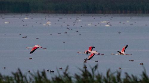 Apariţie extrem de rară: Patru păsări flamingo, surprinse în Deltă