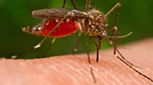 Cinci decese provocate de virusul West Nile transmis de țânțari