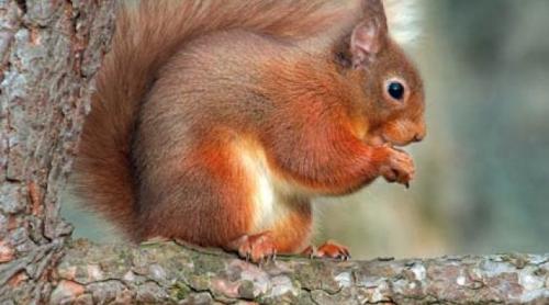 În Europa, veverițele roșii, purtătoare ale leprei!
