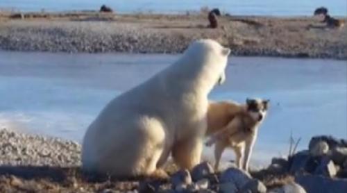O condamnare la moarte = Tandrețea unui urs polar cu un cățel (VIDEO)