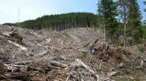 Românii, îngrijoraţi de soarta pădurilor. Cine sunt clienţii Holzindustrie Schweighofer