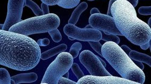 Bacteria care se comportă ca un antibiotic și elimină infecțiile