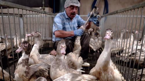 ALERTĂ ÎN EUROPA. Gripa aviară revine, virusul este EXTREM de contagios! Ce a decis România