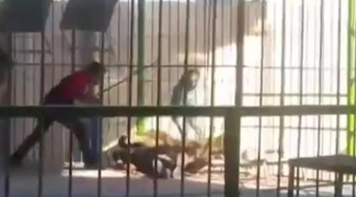 Incident teribil la circ! Dresor sfâșiat de un leu (VIDEO)