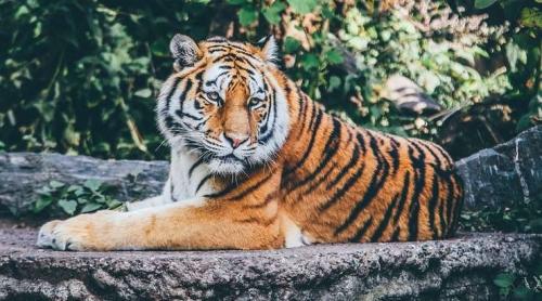 Incendiu la Circul Globus, 11 animale, dintre care doi tigri, au murit