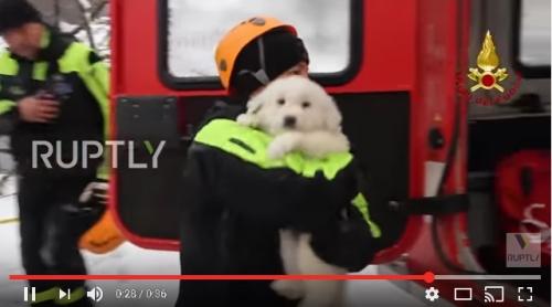 Italia, cinci zile mai tarziu. Trei cățeluși găsiți în viață în zona hotelului înghițit de avalanșă (VIDEO)