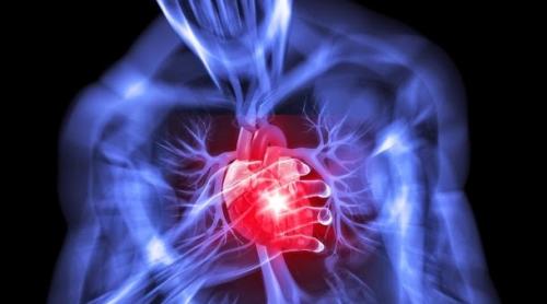 Atenție! Regenerarea inimii după infarct