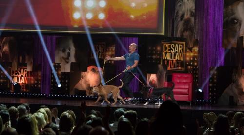 Află ce trebuie să faci pentru a fi pe scenă, alături de câinele tău la show-ul lui Cesar Millan!