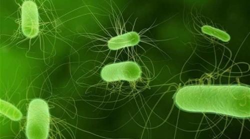 OMS: Bacteriile care nu mai pot fi eliminate cu actualele antibiotice: acinetobacter, pseudomonas şi enterobacteriile