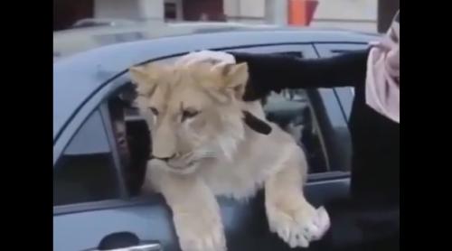 Doar în Rusia... În limuzină, cu leul la plimbare! (VIDEO)