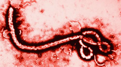 Ebola atacă din nou!
