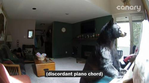 Un urs intră într-o casă şi cântă la pian (VIDEO)