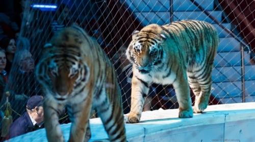 Folosirea animalelor sălbatice în circuri şi expoziţii, interzisă pe tot teritoriul României