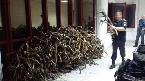 Un ceh a încercat să scoată din ţară peste 600 de coarne de cerb fără acte. Ce au făcut POLIŢIŞTII 