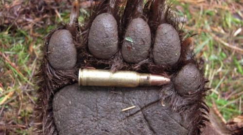 Vânătorii încep să câştige din nou teren: 175 de urşi pot fi ucişi. Cine a luat decizia