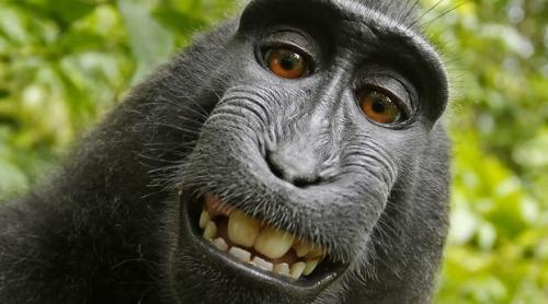 Un fotograf și o maimuță se judecă pentru drepturile de autor asupra unor selfie-uri!