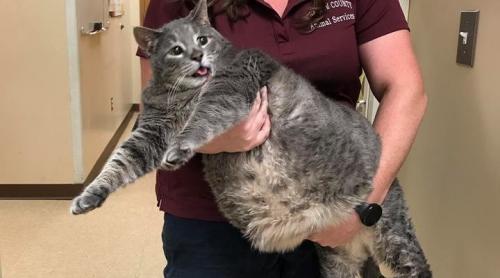 O pisică obeză, maidaneză, dar frumoasă face furori pe internet