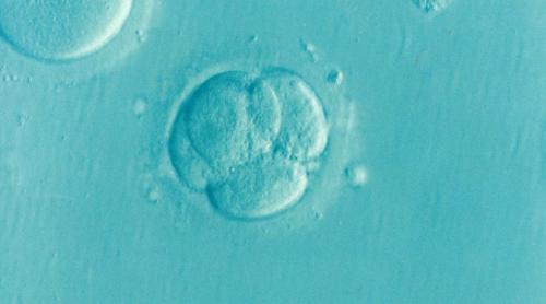 Cercetătorii americani: Primul test de modificare genetică a embrionului uman!