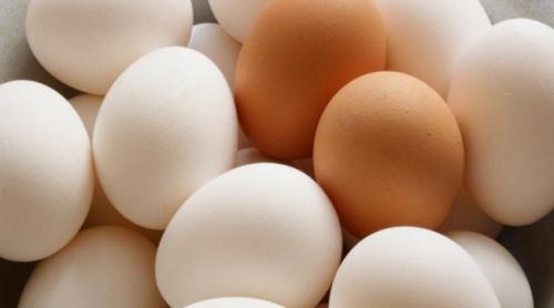 Scandalul ouălor contaminte se întinde în toată Europa. Olanda testează carnea de pui!