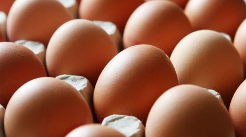 Belgia acuză Olanda că știa din noiembrie 2016 de ouăle contaminate cu fipronil!