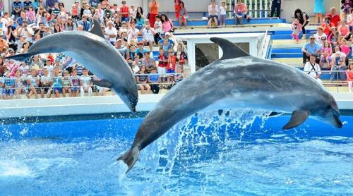 Protest pentru eliberarea delfinilor: Ni-Ni și Chen-Chen suferă pentru distracția voastră