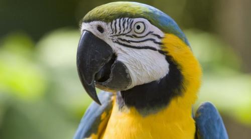 Un papagal a reușit să plaseze o comandă pe Amazon (VIDEO)
