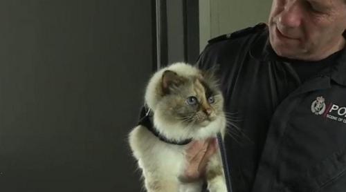 Ştiaţi că există şi pisici poliţiste? Una a devenit virală!
