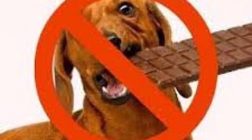 De ce nu dăm niciodată, niciodată ciocolată câinelui