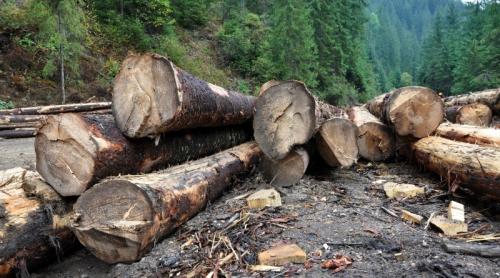 Este oficial! Schweighofer şi-a vândut pădurile din România