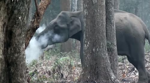 Un elefant care fumează i-a derutat pe cercetători (VIDEO)