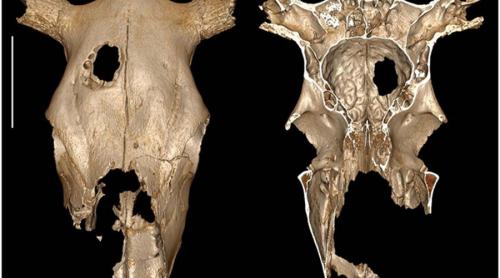 O descoperire arheologică făcută în Franţa bulversează istoria medicinei