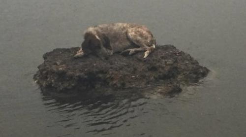 Povestea câinelui refugiat pe o stâncă, în mare, despărțit de stăpâni, din cauza incendiilor. Imaginea din Grecia devenită virală