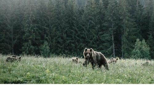 Reportaj în cotidianul The New York Times despre urșii gunoieri din Transilvania